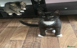 American Shorthair cats for sale: 3 KITTENS FOR SALE! READY TO LEAVE ASAP - Image 5
