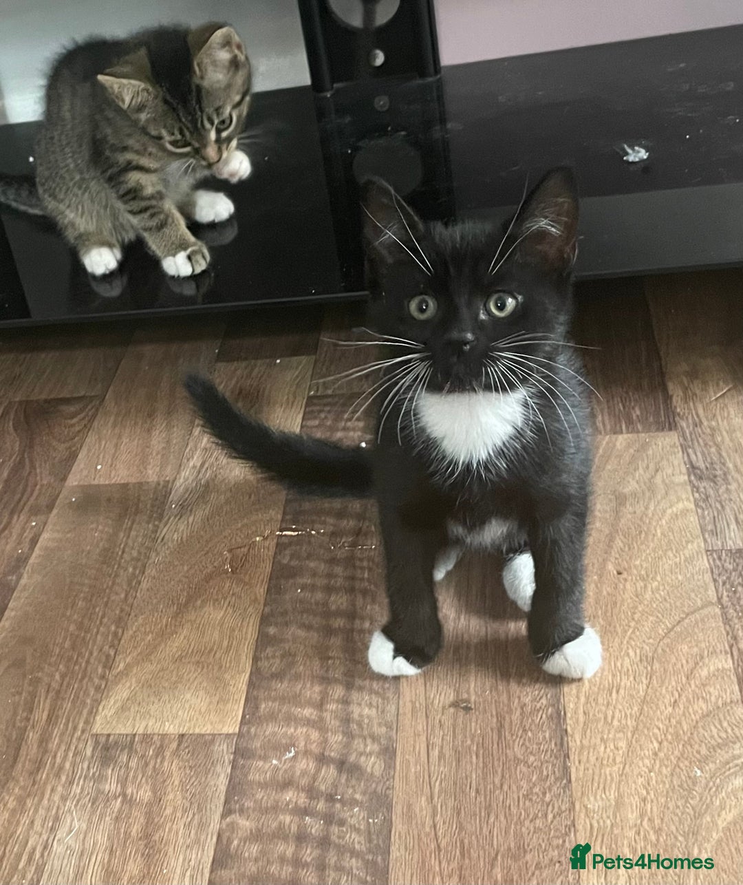 American Shorthair cats for sale: 3 KITTENS FOR SALE! READY TO LEAVE ASAP - Image 5