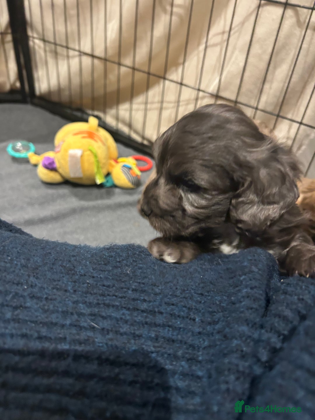 Cockapoo dogs for sale: Cockapoo puppies  - Advert 29