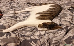 Domestic Shorthair cats for sale: Male cat ******  - Image 4