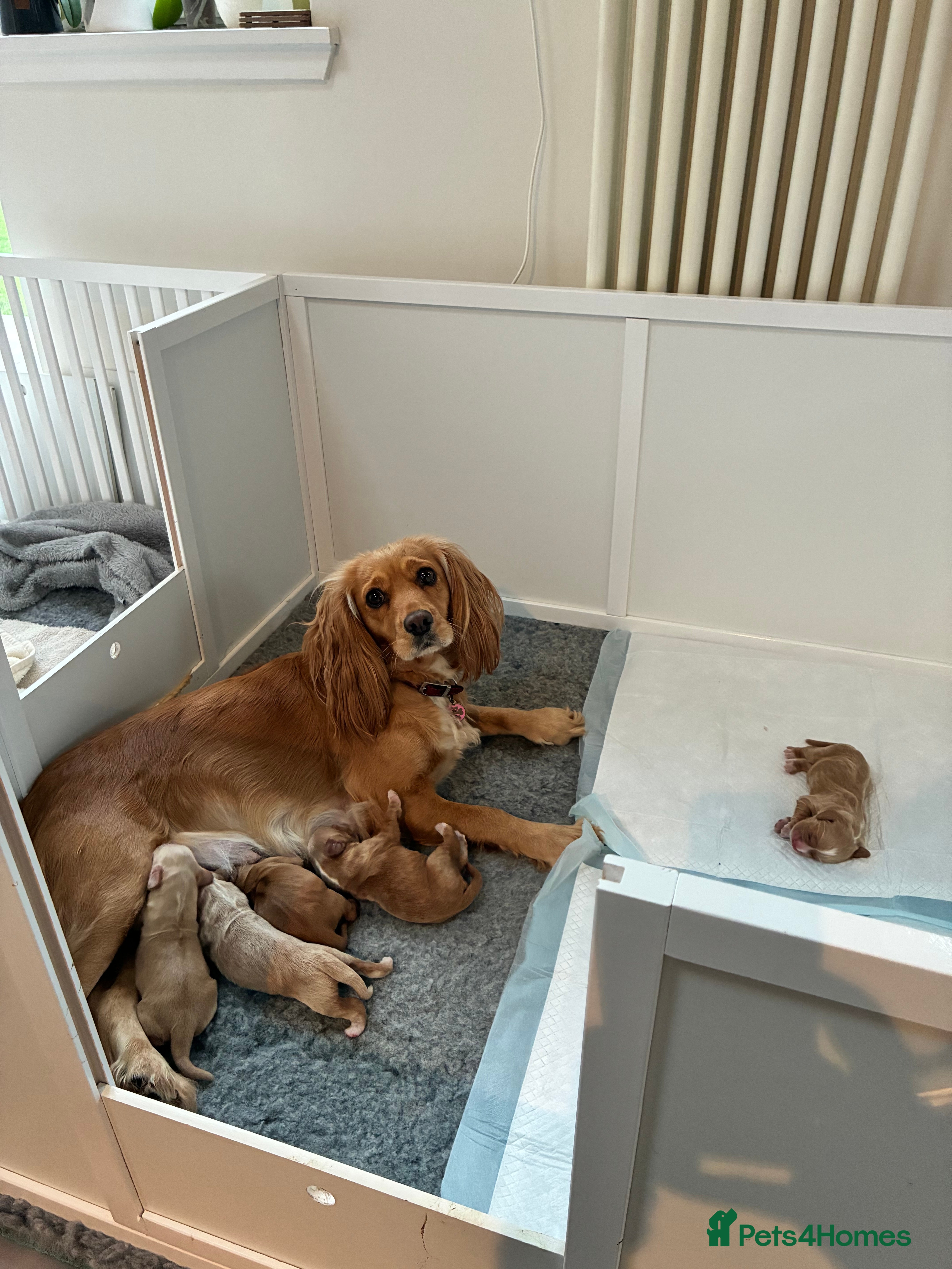 Cocker Spaniel dogs KC Registered and Vet checked Pups - Advert 1