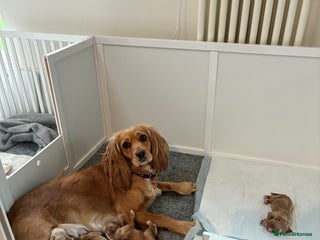 Cocker Spaniel dogs KC Registered and Vet checked Pups - Advert 1