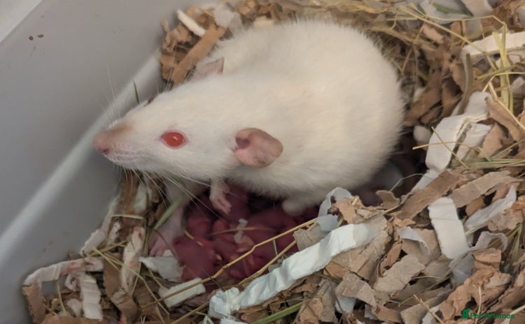 Rat rodents in Newcastle - Advert 16