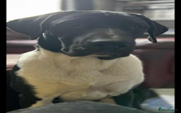 Mixed Breed dogs for sale: Great dane / American akita  pups  - Image 2