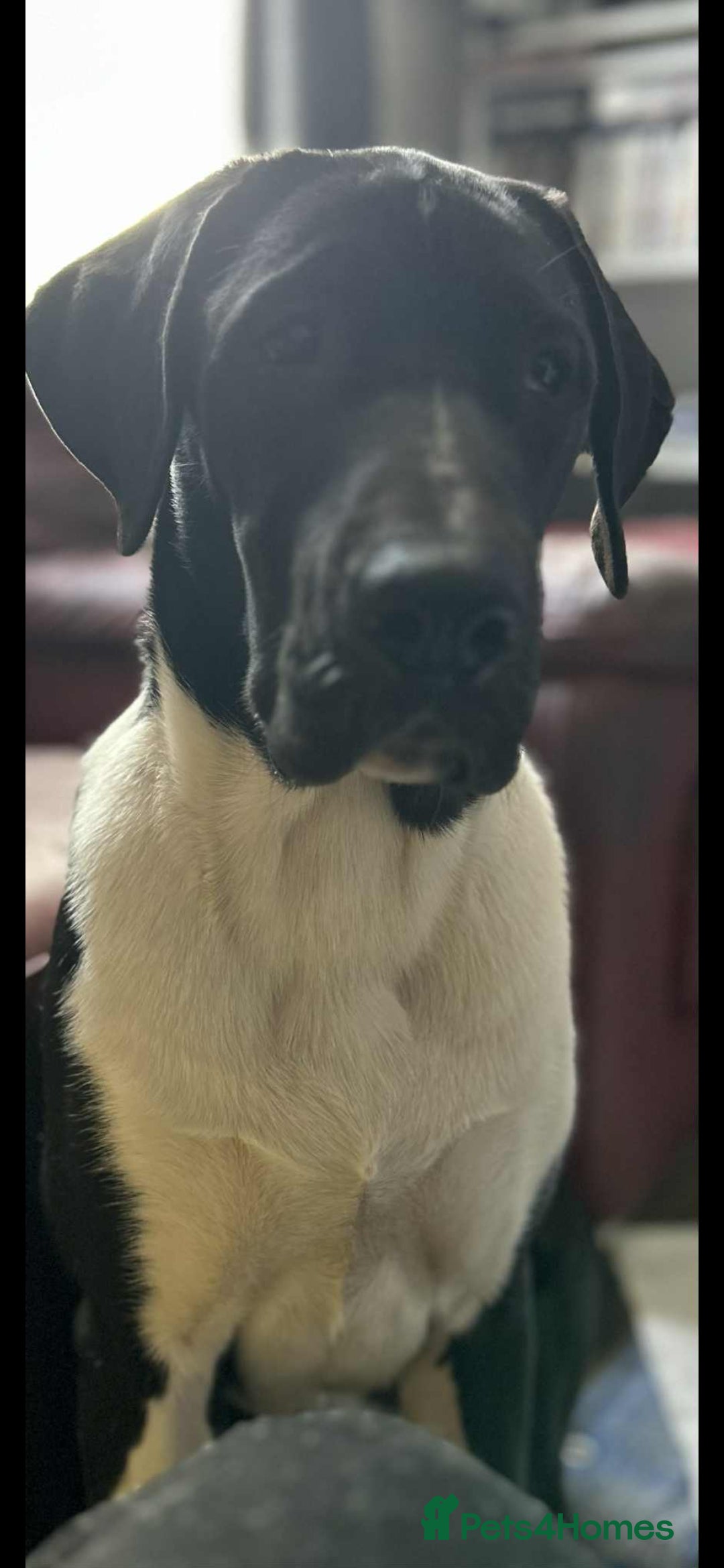 Mixed Breed dogs for sale: Great dane / American akita  pups  - Image 2