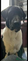 Mixed Breed dogs - Advert 2