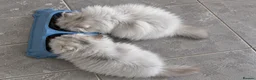 Persian cats for sale: Playful chunky ready to go!  - Advert 7