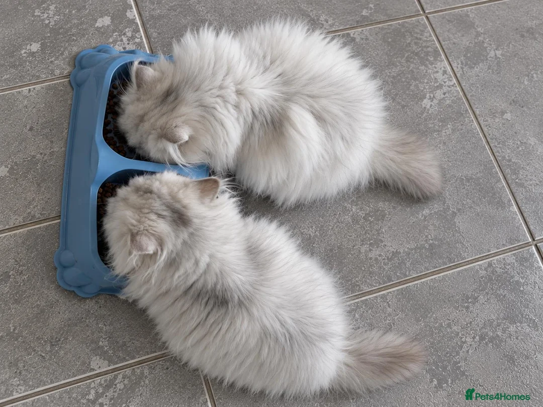 Persian cats for sale: Playful chunky ready to go!  - Advert 7