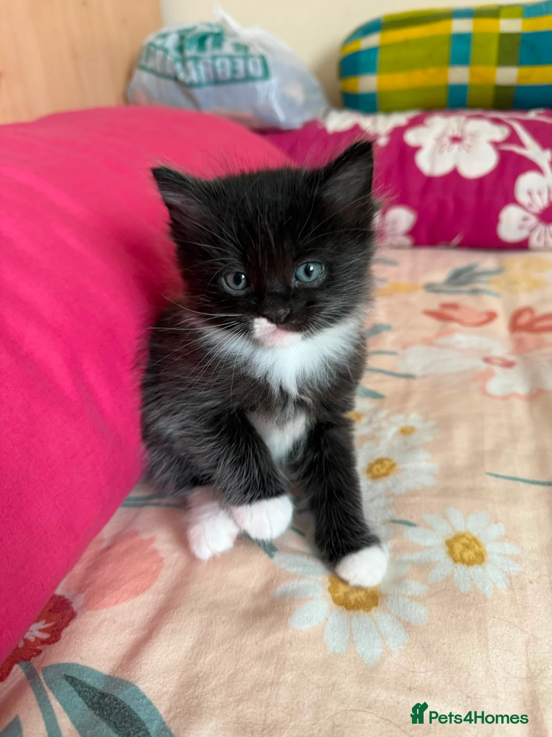 Mixed Breed cats for sale: Ragdoll and longhair  mix breed kittens  in London - Advert 16