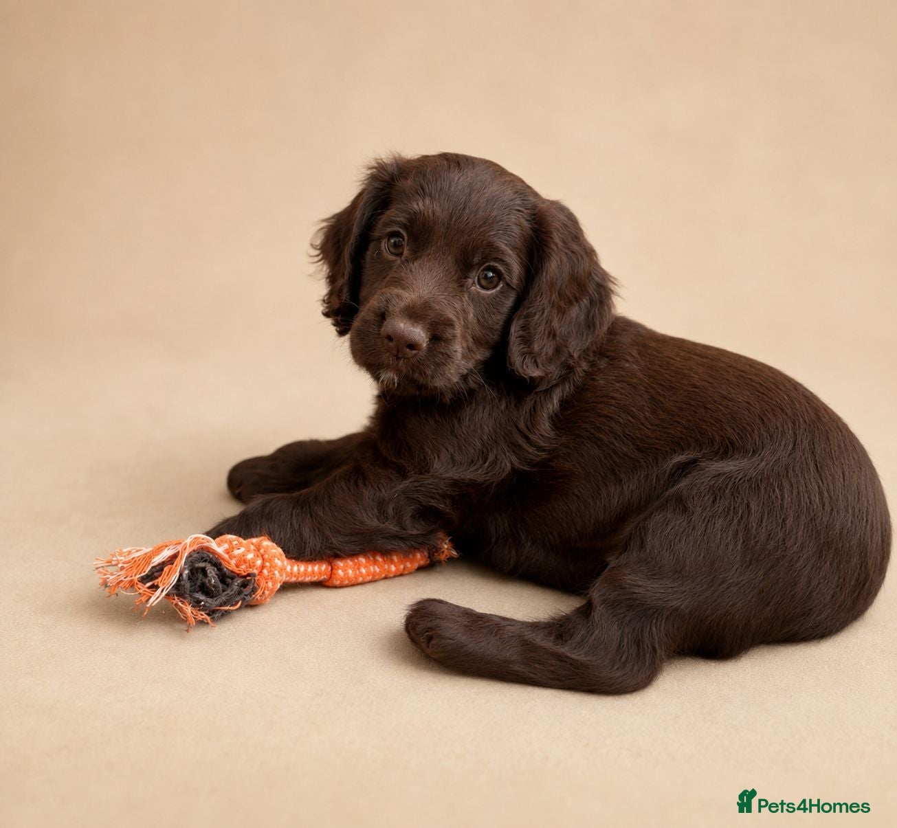 Cockapoo dogs Working Spaniel x Cockapoo F1B Puppies  - Advert 2