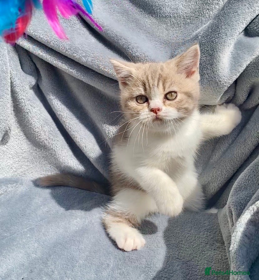 Scottish Fold cats 🧸1 OUTSTANDING TICA FAWN BICOLOUR GIRL LEFT 🧸 - Advert 1