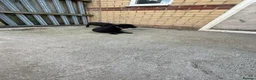 Labrador Retriever dogs for sale: Labrador puppies  - Advert 7