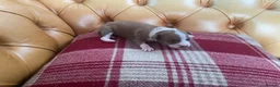 Italian Greyhound dogs for sale: Gorgeous Italian greyhound puppies  - Advert 8