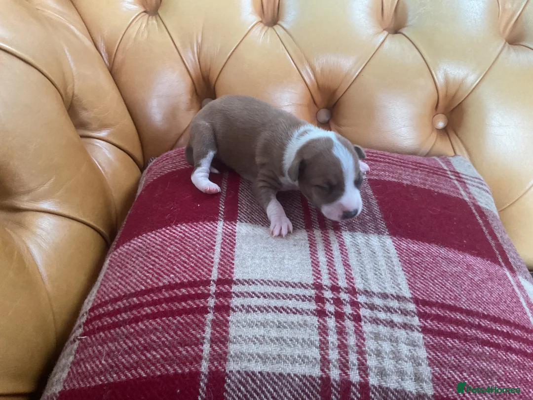 Italian Greyhound dogs for sale: Gorgeous Italian greyhound puppies  - Advert 35