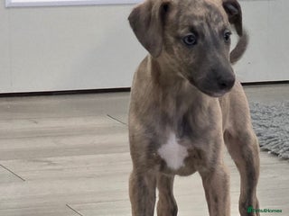 Whippet dogs Stunning kc reg whippets ready 5.12.25 - Advert 3