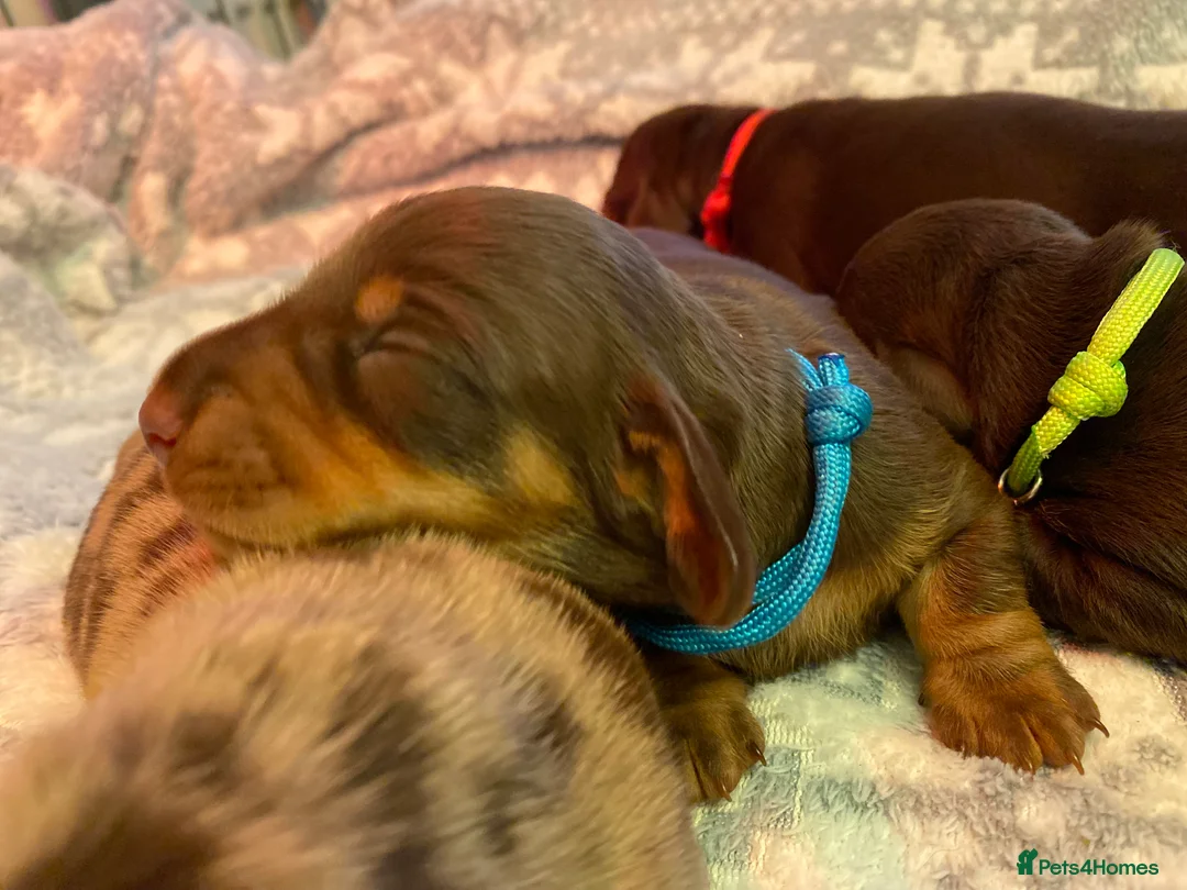 Miniature Dachshund dogs for stud: PROVEN MINIATURE DACHSHUND STUD in Faringdon - Advert 15