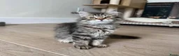 Maine Coon cats for sale: BEAUTIFUL MAINCOON kittens  - Advert 10