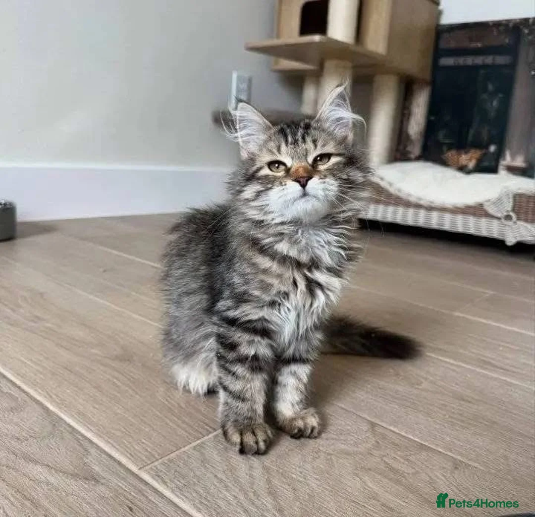 Maine Coon cats for sale: BEAUTIFUL MAINCOON kittens  - Advert 10