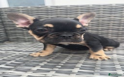 French Bulldog dogs for sale:  REDUCED, 1 GIRL LEFT French bulldog puppies  - Image 9