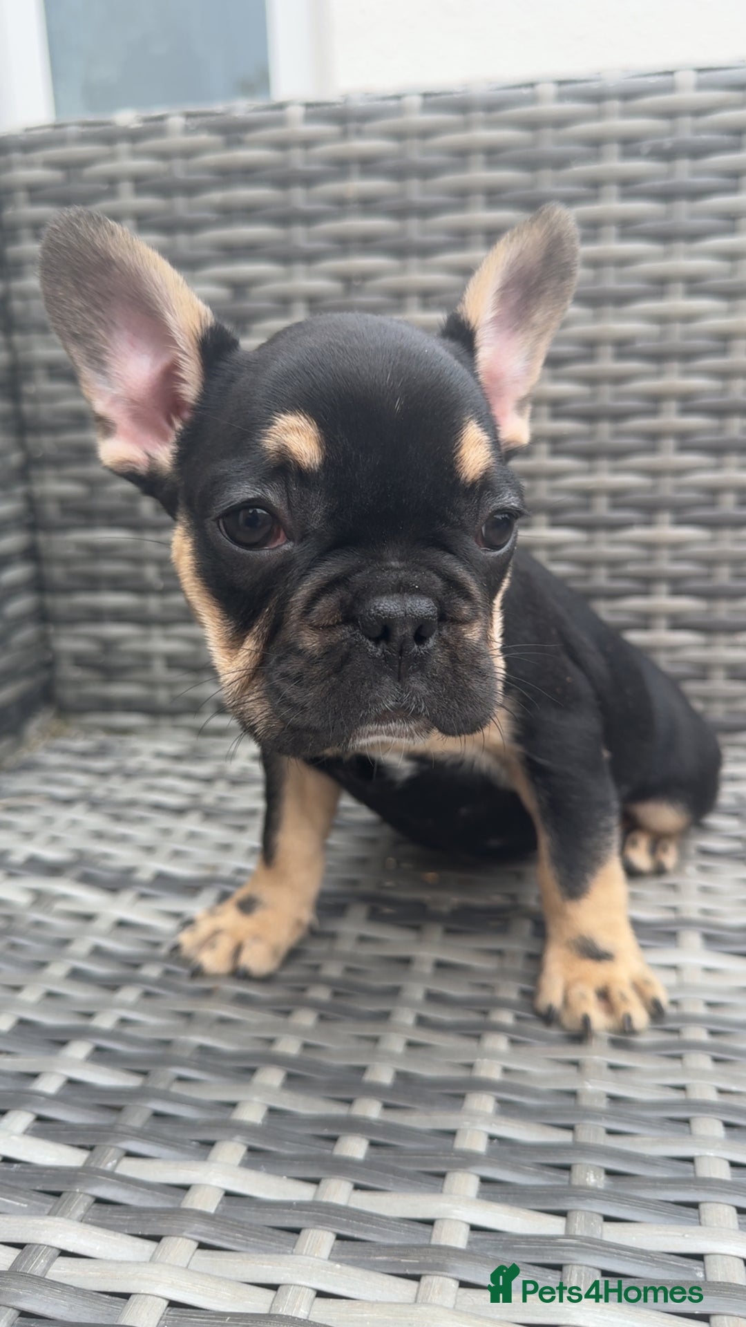 French Bulldog dogs for sale:  REDUCED, 1 GIRL LEFT French bulldog puppies  - Image 9