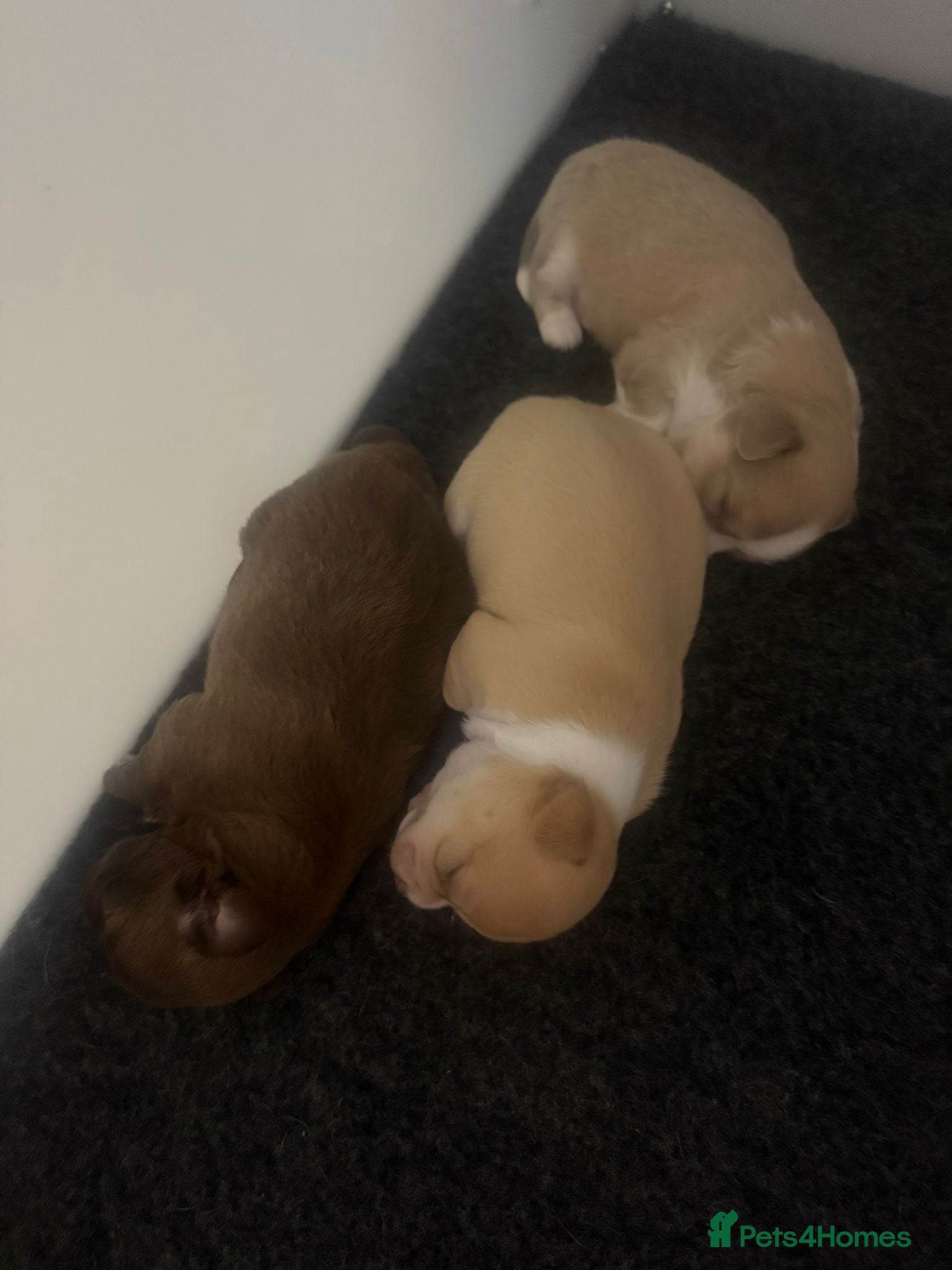 Chihuahua dogs Chihuahua puppies - Advert 8