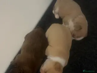 Chihuahua dogs Chihuahua puppies - Advert 8