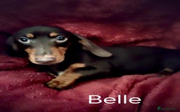 Dachshund dogs for sale: Miniature Dachshund puppies for sale  - Image 9