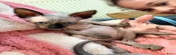 Sphynx cats for sale: Beautiful kittens sphinx  in Holsworthy - Advert 6