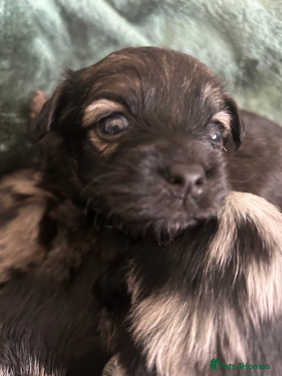Mixed Breed dogs for sale: American cocker spaniel x Pomeranian  - Image 12