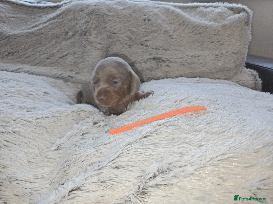 Miniature Dachshund dogs for sale: Miniature Dachshund Puppies (smooth haired) - Advert 5