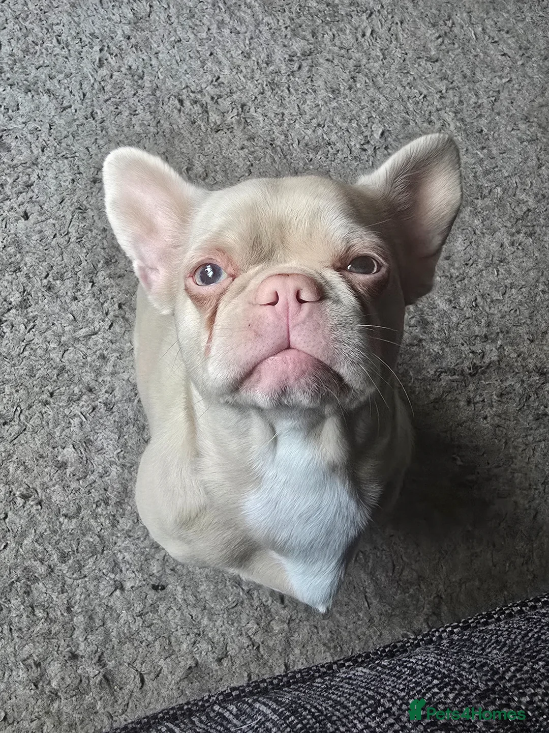 French Bulldog dogs for sale: 2 Year Old Champagne Frenchie £100 ONO - Advert 2