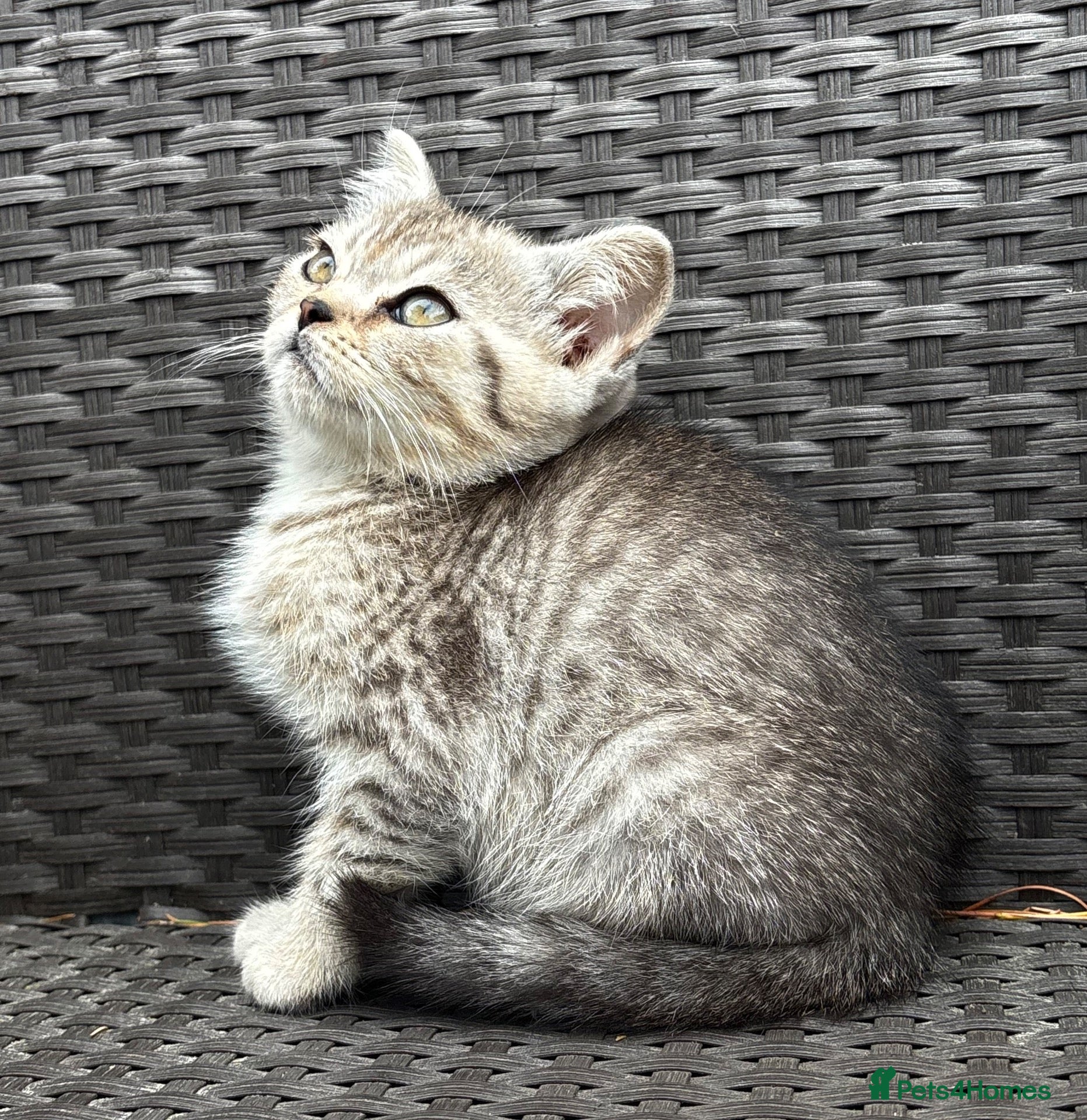 British Shorthair cats British short hair X Scottish fold  - Advert 11