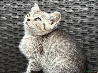 British Shorthair cats British short hair X Scottish fold - Advert 11