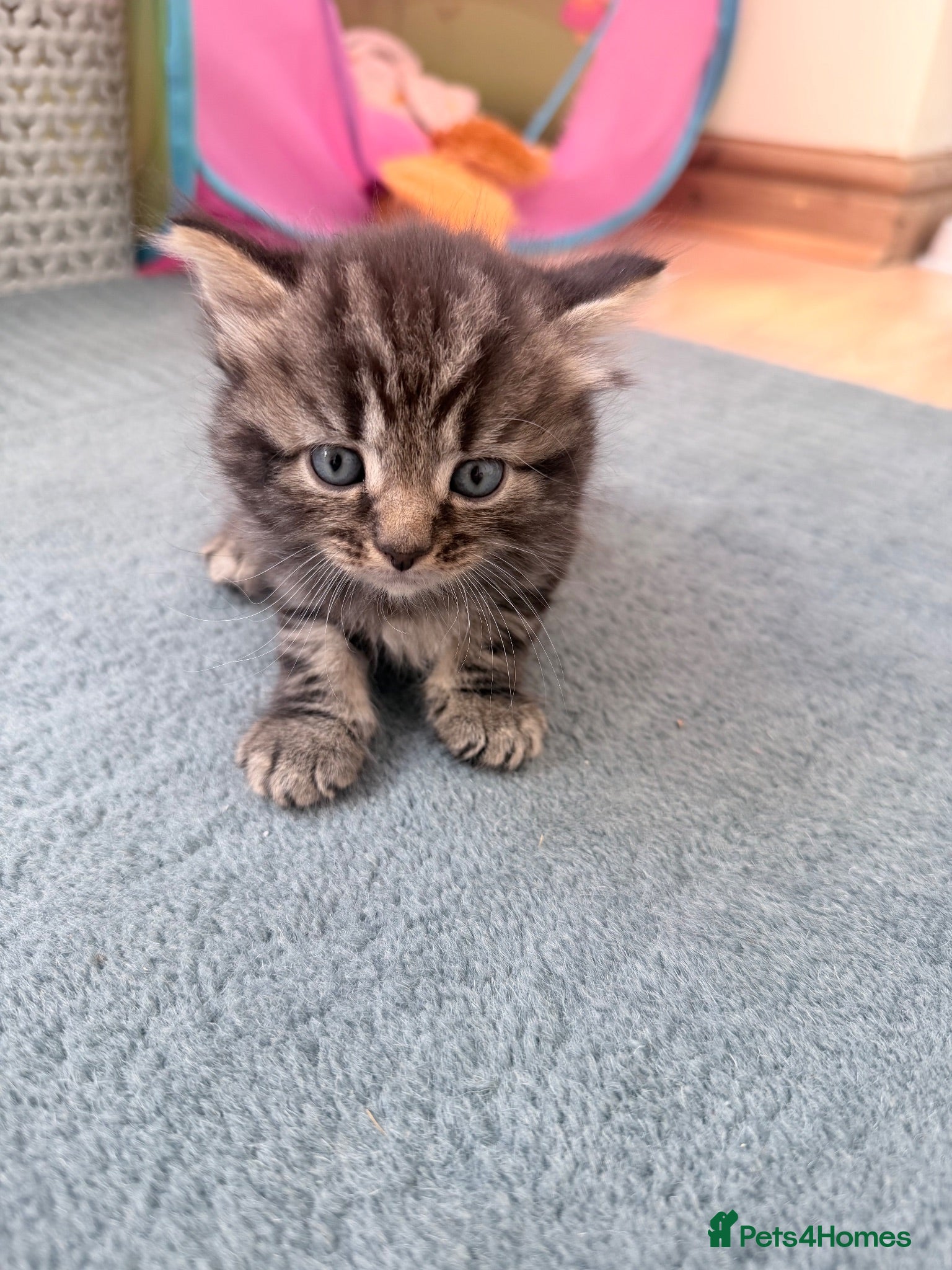 Mixed Breed cats British shorthair cross kittens - Advert 3