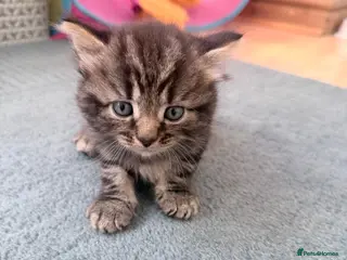 Mixed Breed cats British shorthair cross kittens - Advert 3