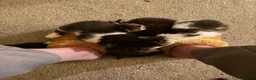 Mixed Breed cats for sale: Friendly kittens ready for homes  - Advert 10