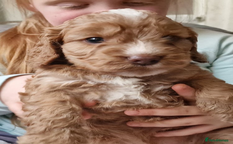 Cockapoo dogs - Advert 12