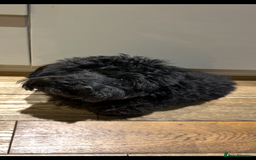 Maltipoo dogs for sale: Black male maltipoo for rehoming  - Image 3