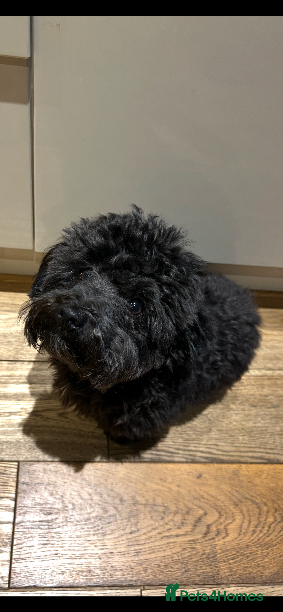 Maltipoo dogs for sale: Black male maltipoo for rehoming  - Image 3