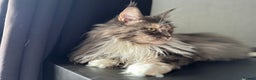 Maine Coon cats for sale: Pedigree registered female maine coon for sale - Advert 7