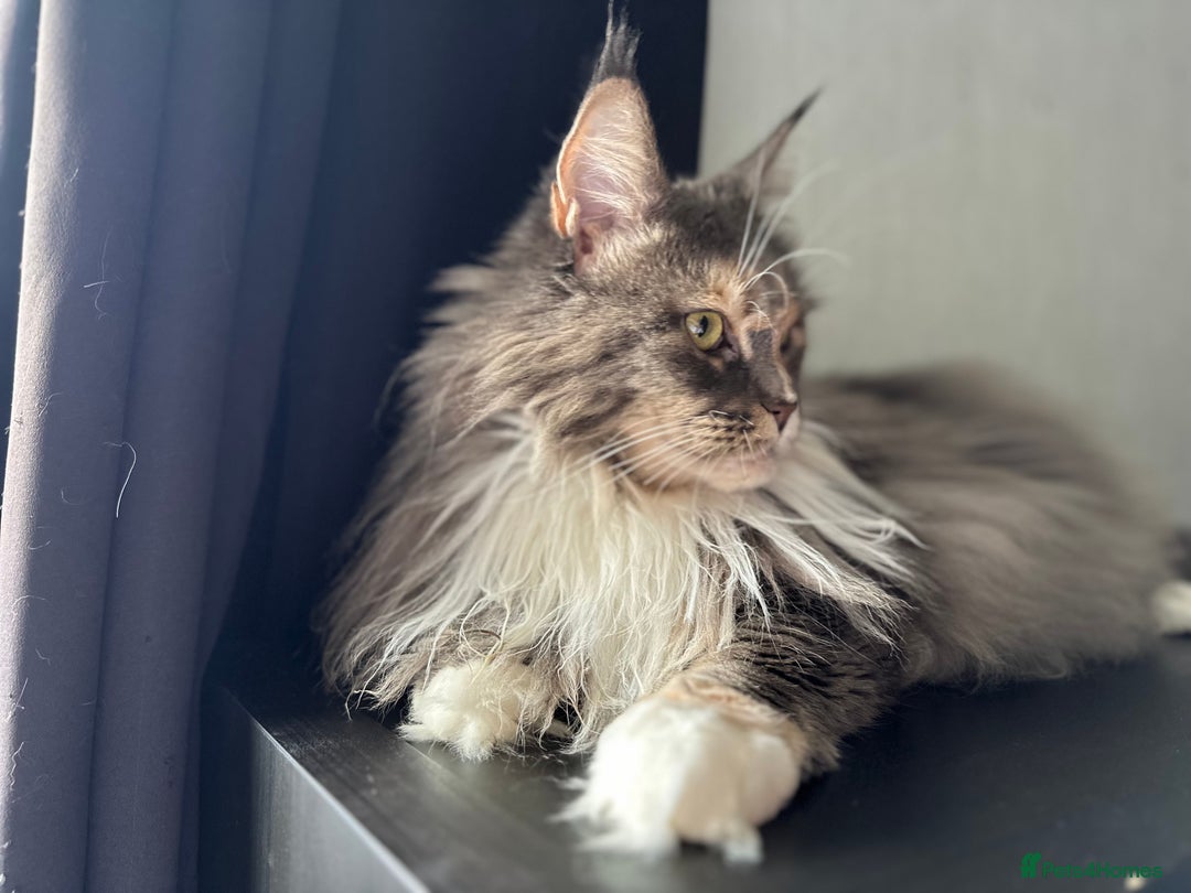 Maine Coon cats for sale: Pedigree registered female maine coon for sale - Advert 7