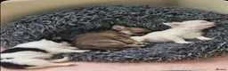 Chihuahua dogs for sale: KC Reg Chihuahua Pups, Champion lines. - Advert 33