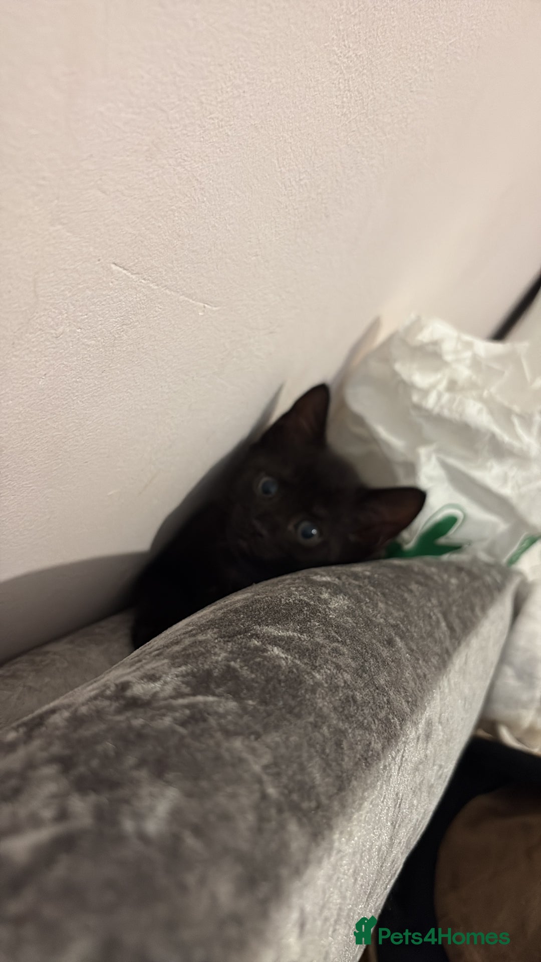 Mixed Breed cats for sale: 3 month old female kitten  - Image 3