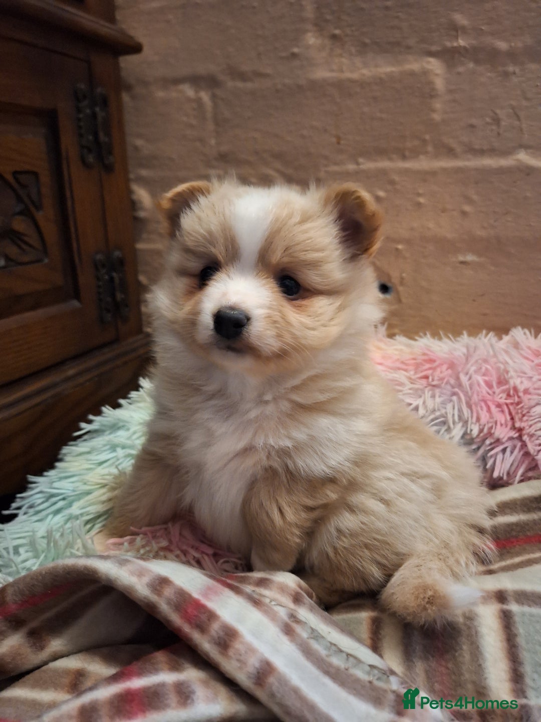 Pomeranian dogs for sale: Little cuties - Advert 34
