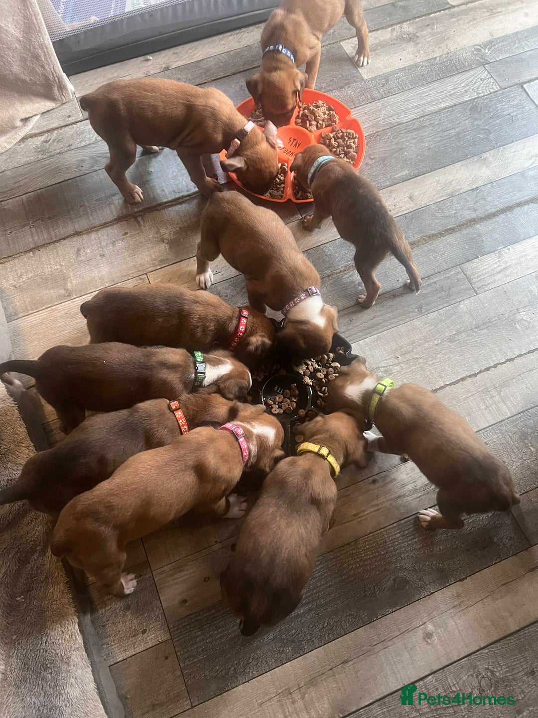 Boxer dogs for sale: Gorgeous litter of red and white boxers.  - Image 14