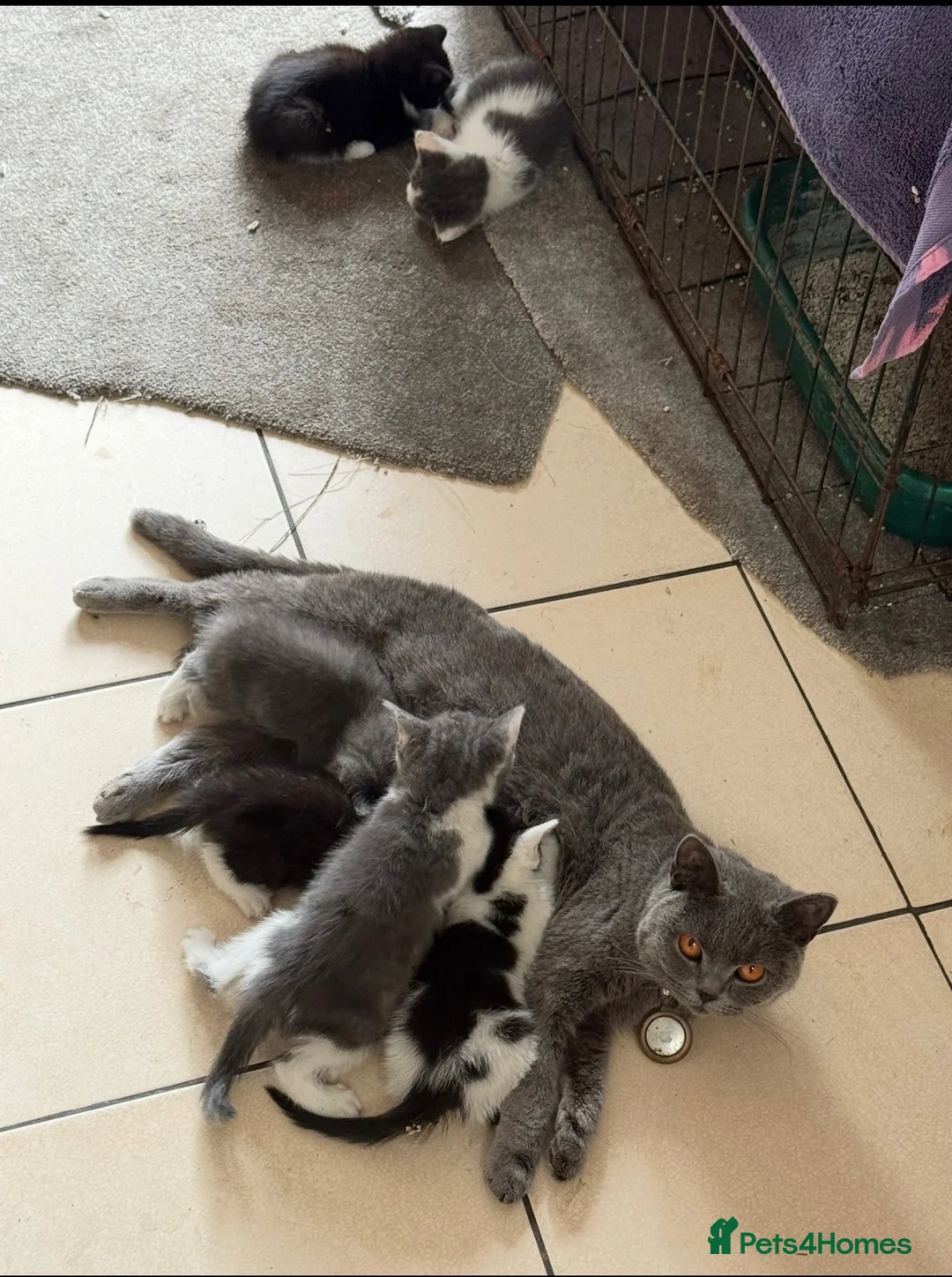 British Shorthair cats for sale: British shorthair cross breed kittens  - Advert 2