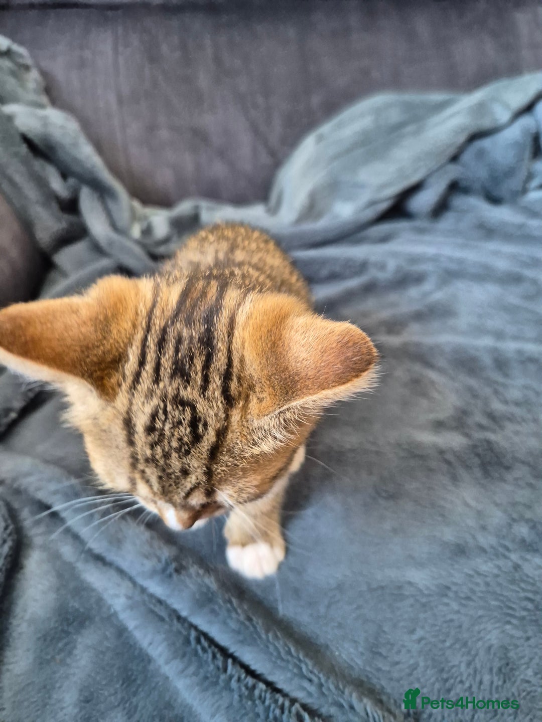 Selkirk Rex cats for sale: Pedigree Selkirk rex  kittens ready now  in Burnham-on-Sea - Image 32