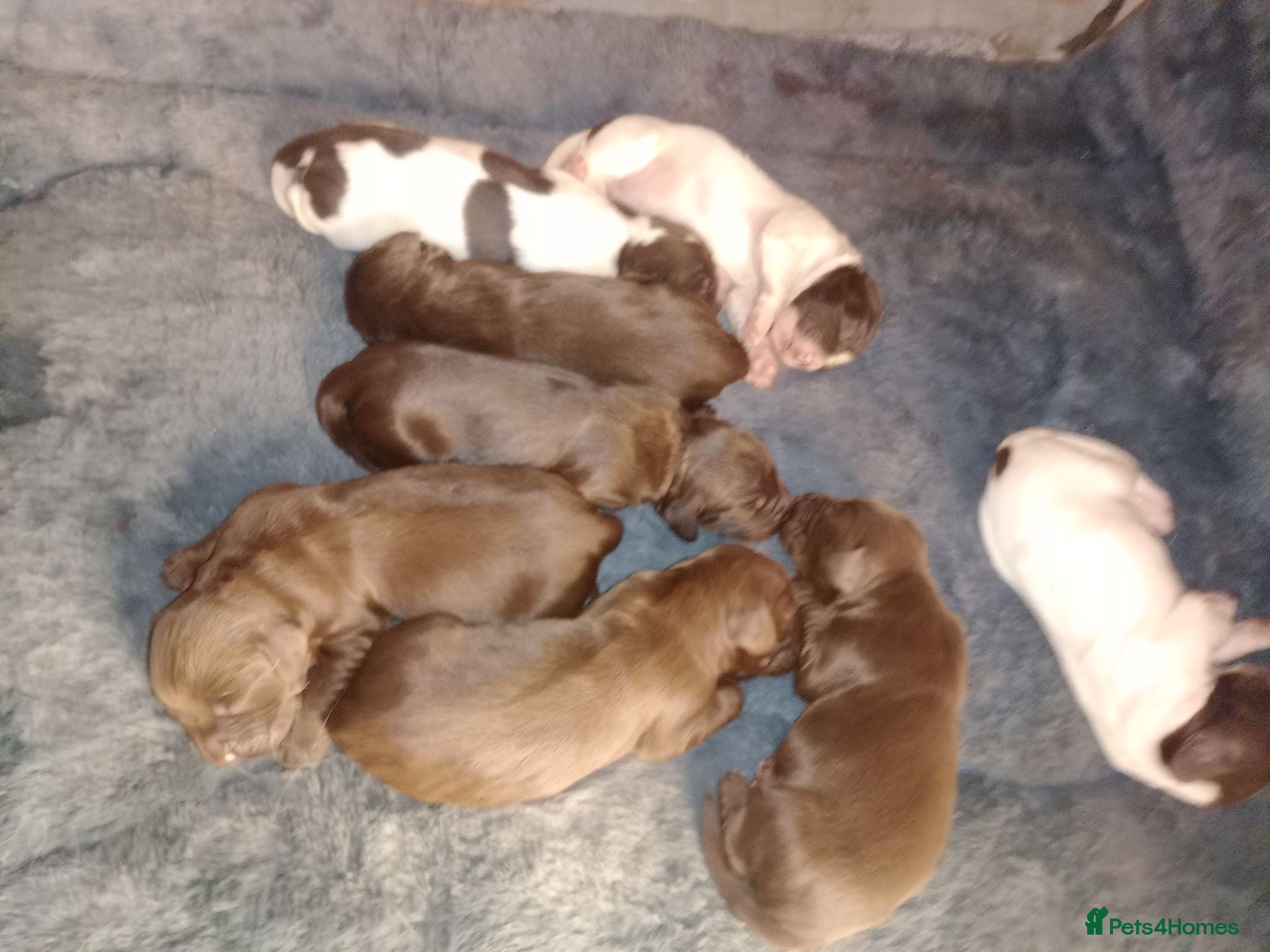 Sprocker dogs Ella's puppies  - Advert 2