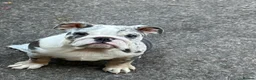 English Bulldog dogs for sale: English bulldog Blue tri Merle in Bradford - Advert 8