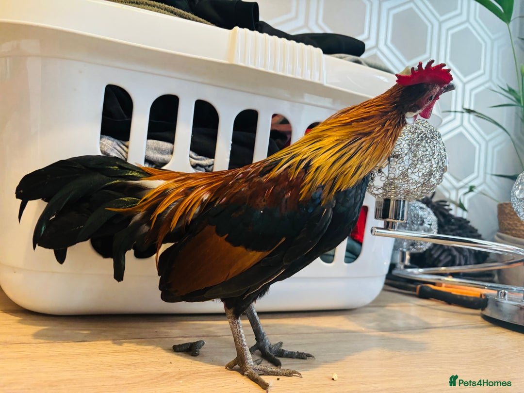 Chickens poultry for sale: Dutch Batam rooster  - Image 7
